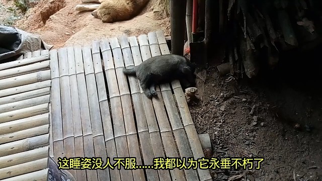 这睡姿没人不服……我都以为它永垂不朽了