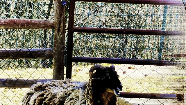 荟蔚林峦栖灵儁融和风日养奇毛