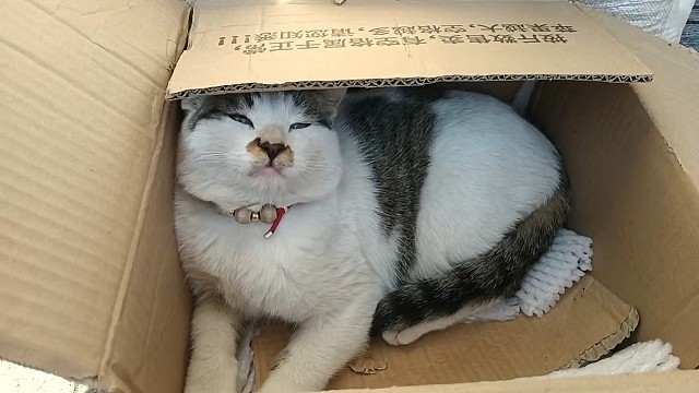 小鼻嘎晒太阳