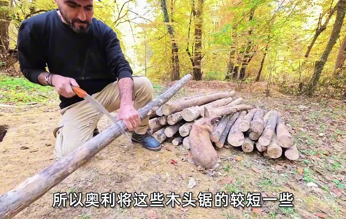 凭借百年古树作掩体，将庇护所打造在地下！