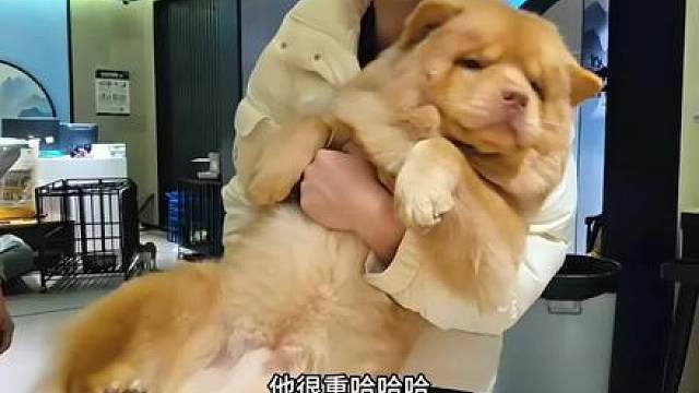 土狗养成宠物狗了