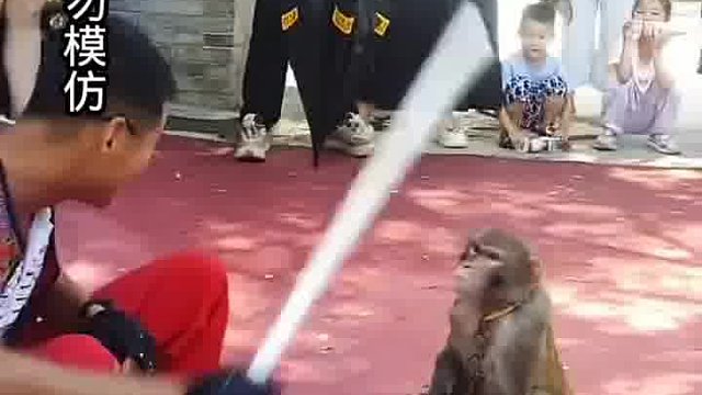 猴子性情显得十分急躁易怒