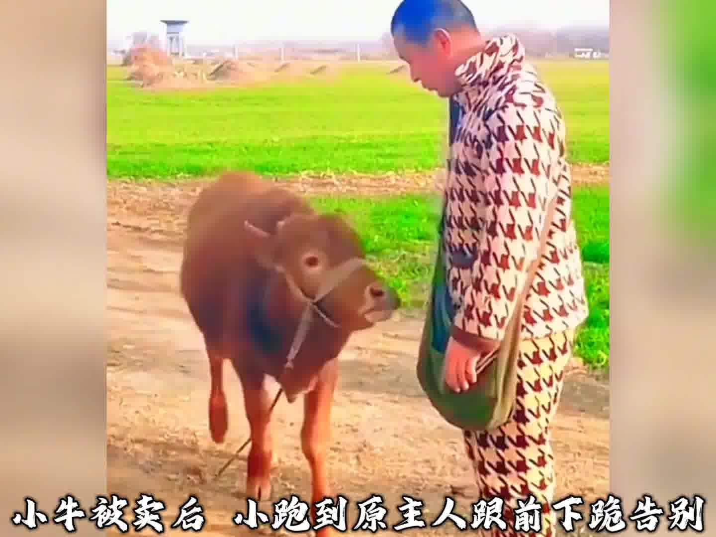 跪别主人 小牛被卖后，小跑到原主人跟前下跪告别