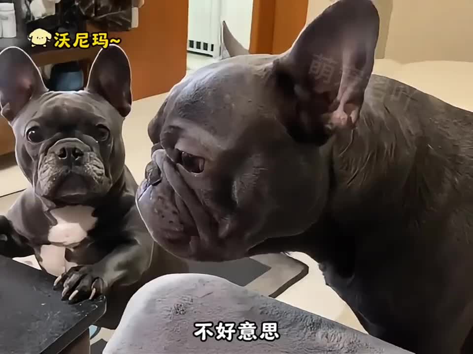 狗子的无语时刻