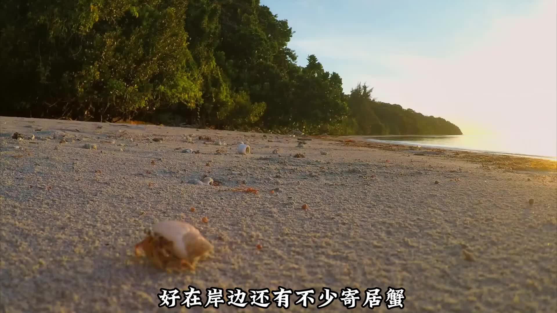 猎人与厨子这对CP太恩爱了，荒岛求生吃上了海鲜自助大餐