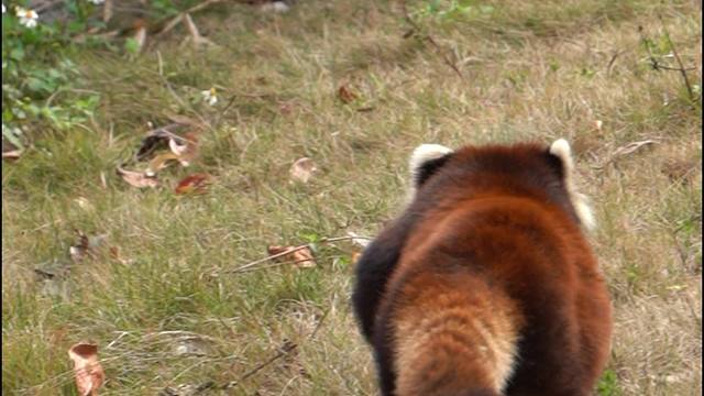 走路duangduang的小熊猫