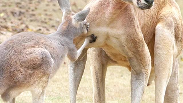 鼠爸有女儿啦宝贝的不行
