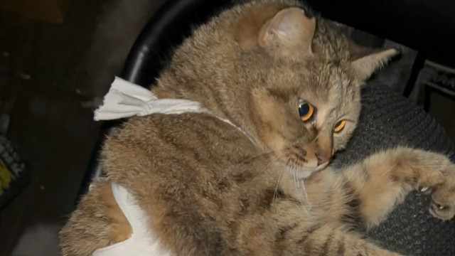 小流浪绝育后恢复的很好！