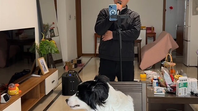 边牧软软当评委听我唱歌