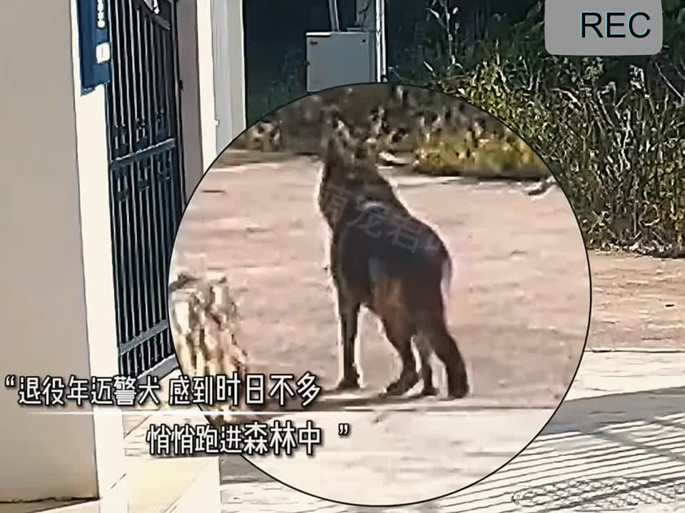 生为狗却长成盖世英雄的模样