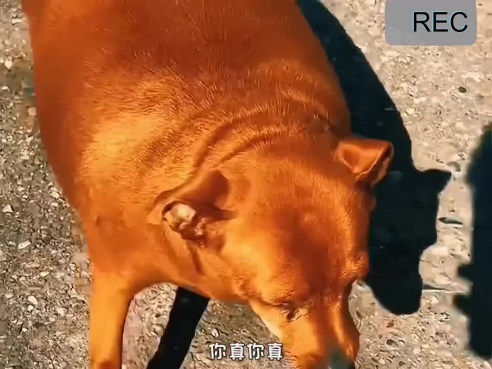 那些胖成猪的猫狗们