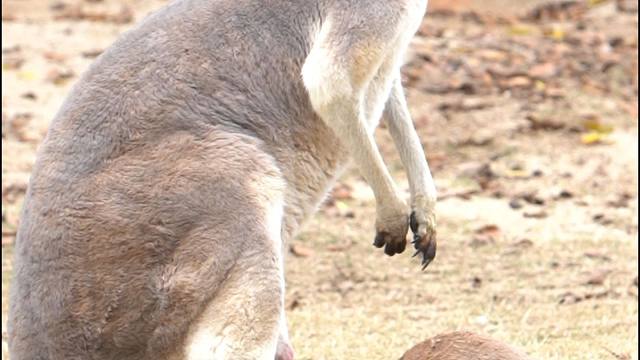 袋鼠妈妈母爱爆棚
