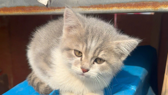 人，小猫很不高兴跟你握手