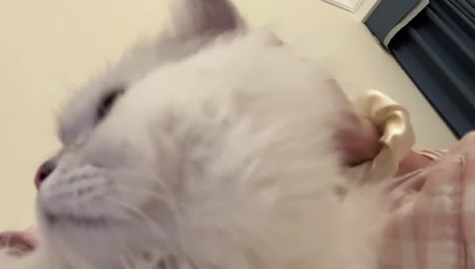 可爱猫猫