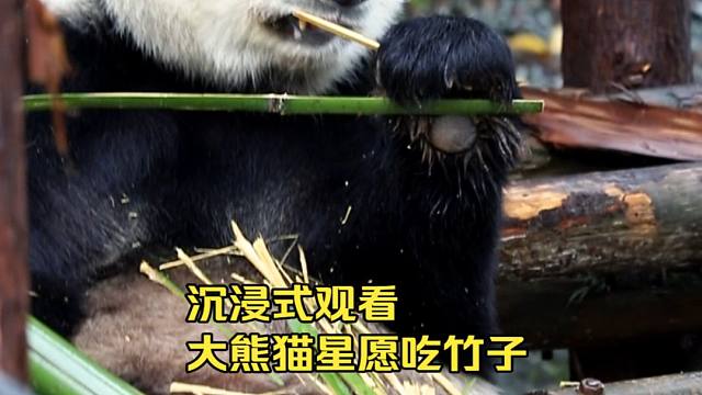 沉浸式星愿吃竹子