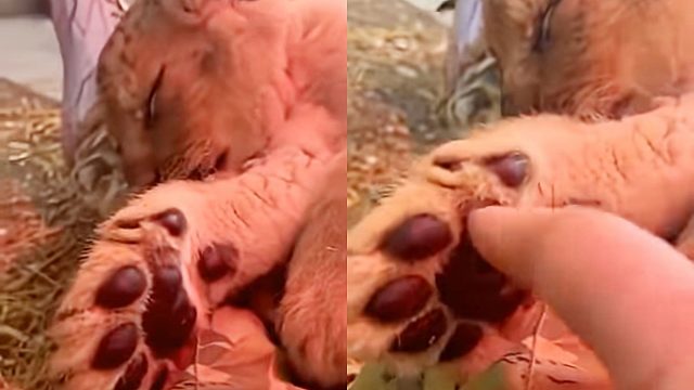 趁超凶小狮子睡着，捏一下它的肉垫！