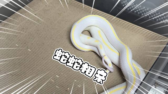 各位精神股东们！我们的蛇蛇又开始相亲了