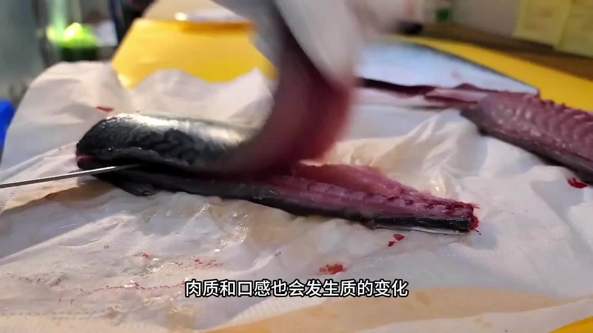 青花鱼就被戳晕再做成生鱼片，那鲜香十足的鱼肉真的是人人都爱吃。
