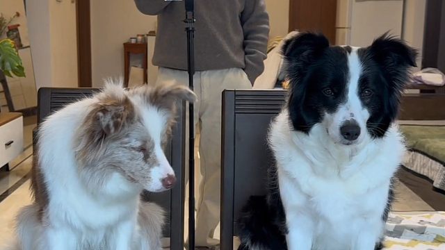 看两只狗狗听唱歌的反应