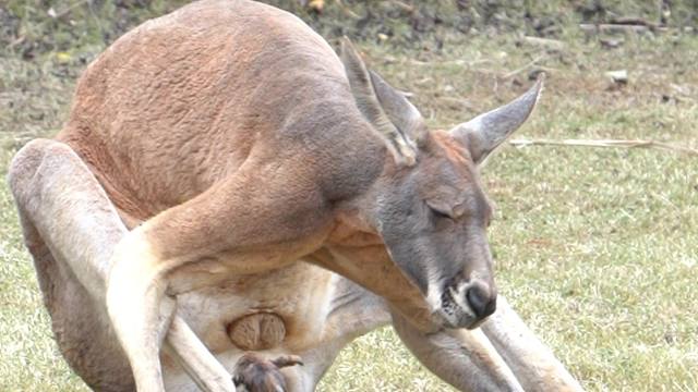 “鼠生”过得很悠闲
