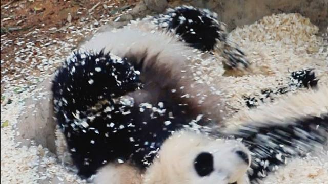 欢迎观看星语大王的沉浸式木屑浴现场！