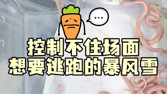 刚出壳的暴风雪太疯狂了