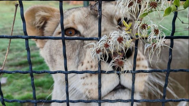 冬天过去，狮子们都变得圆滚滚了