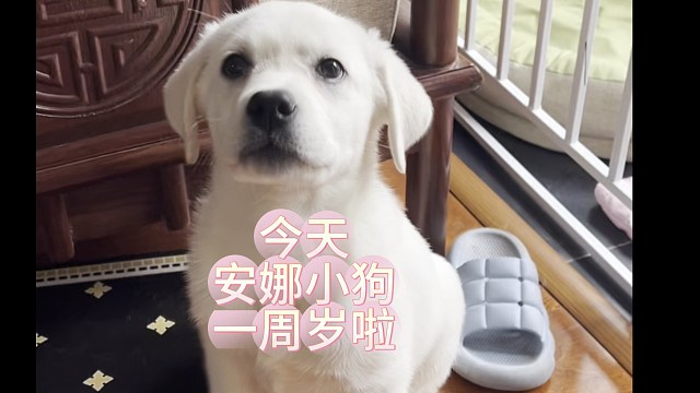 确认过眼神，是陪我走过一年的狗
今天是你的生日，我的老板
吃好喝好，长生不老