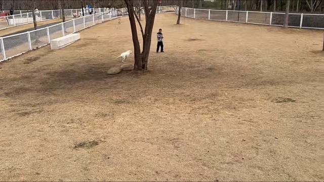 别人过节收花，你过节收肉
家里唯一真女神，四脚吞金兽也
