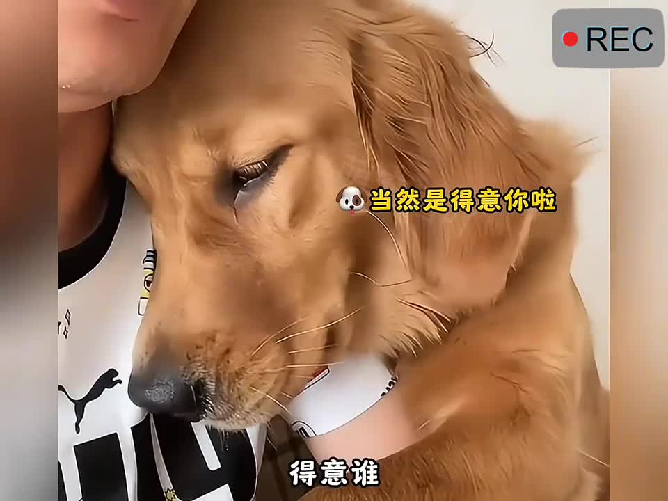 被金毛治愈的一天。