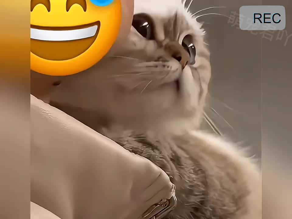 那些爱撒娇的猫咪