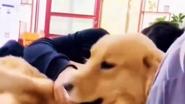 狗剩子带孩子，只怪当时太年轻