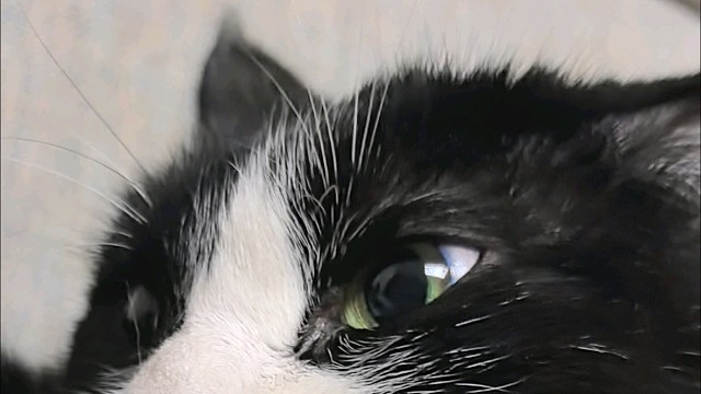 神秘中分男的夹克被奶牛猫占据