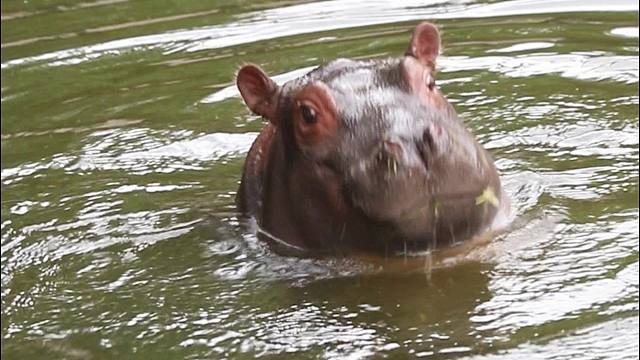 超可爱的河马小宝