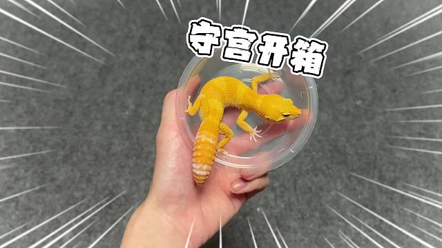 豹纹守宫沉浸式开箱，一没忍住又买了六只