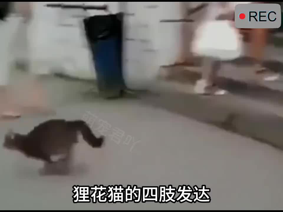 狸花猫
