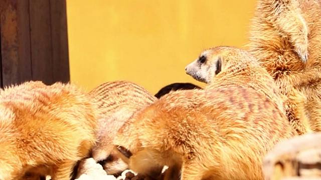 一群小哨兵上线，全员笔直站岗，也太可爱了吧！