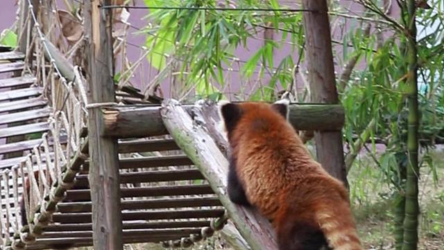 被小熊猫治愈的小时光