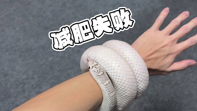 不对劲！宠物蛇历经三个月减肥还肥了一圈