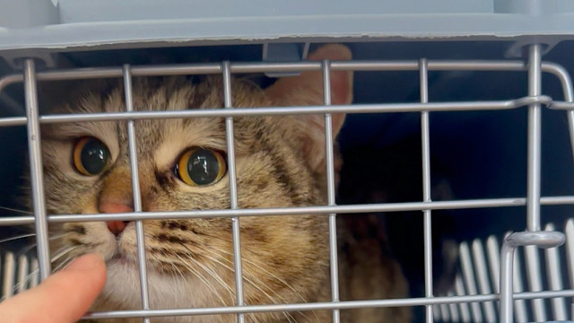 小流浪拆完线啦恢复的很好！