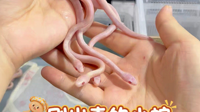 刚出壳的玉米蛇分盒