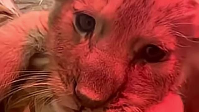 小狮子宝宝：虽然很困，但我就是不睡觉！