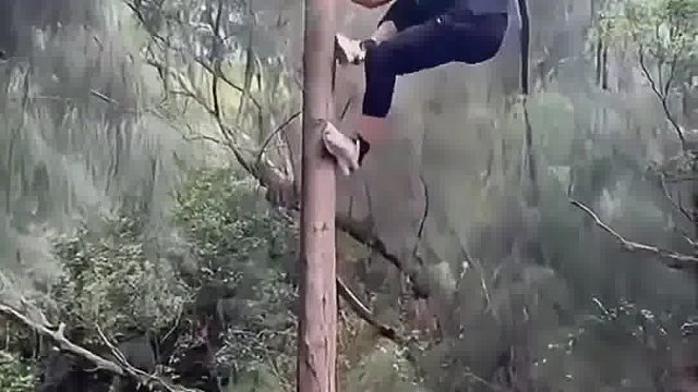 这才是真正的爬树高手啊