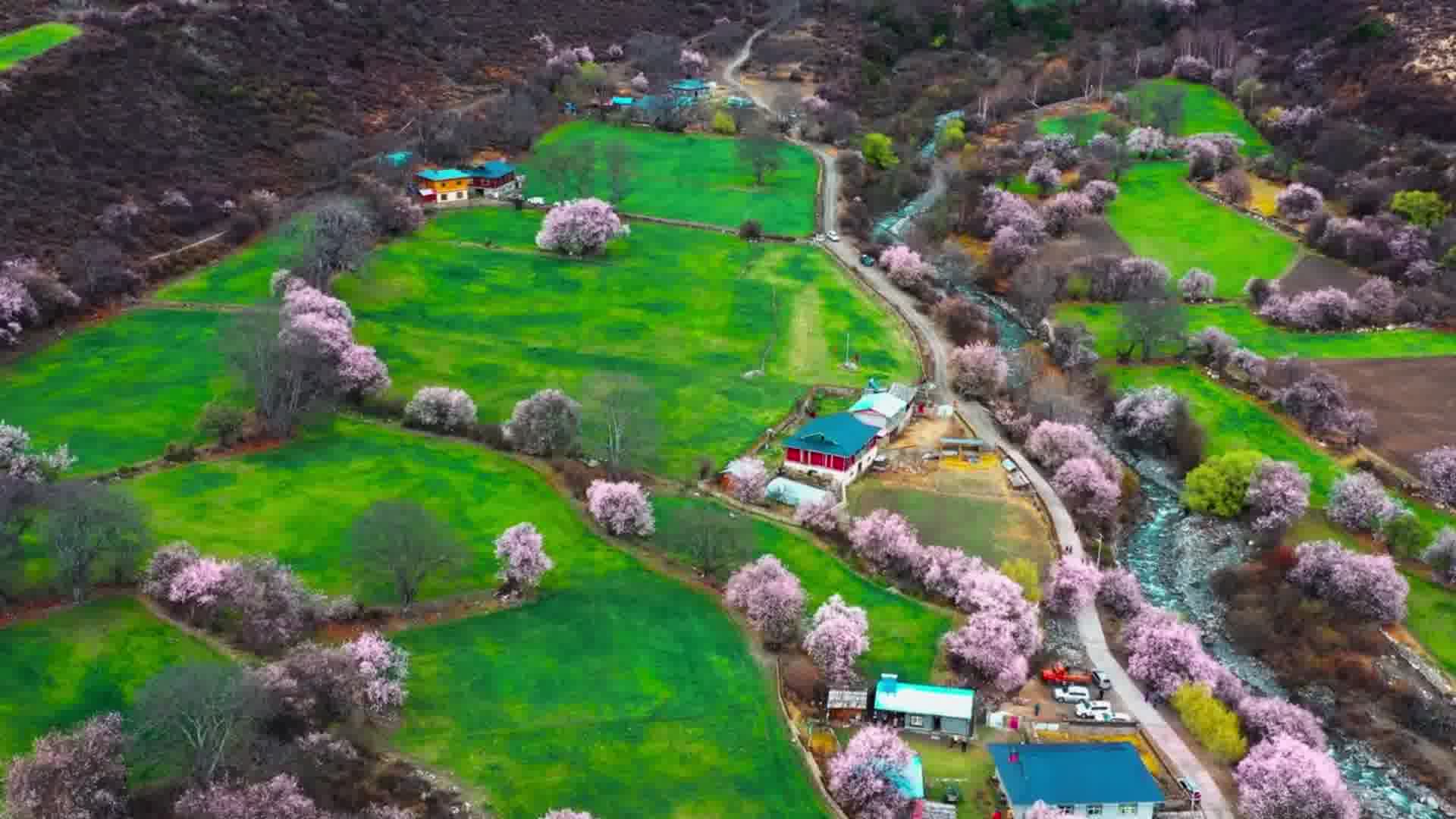 春天来了，桃花开了，伊人何在！#大成航空 #低空经济 #航拍摄影