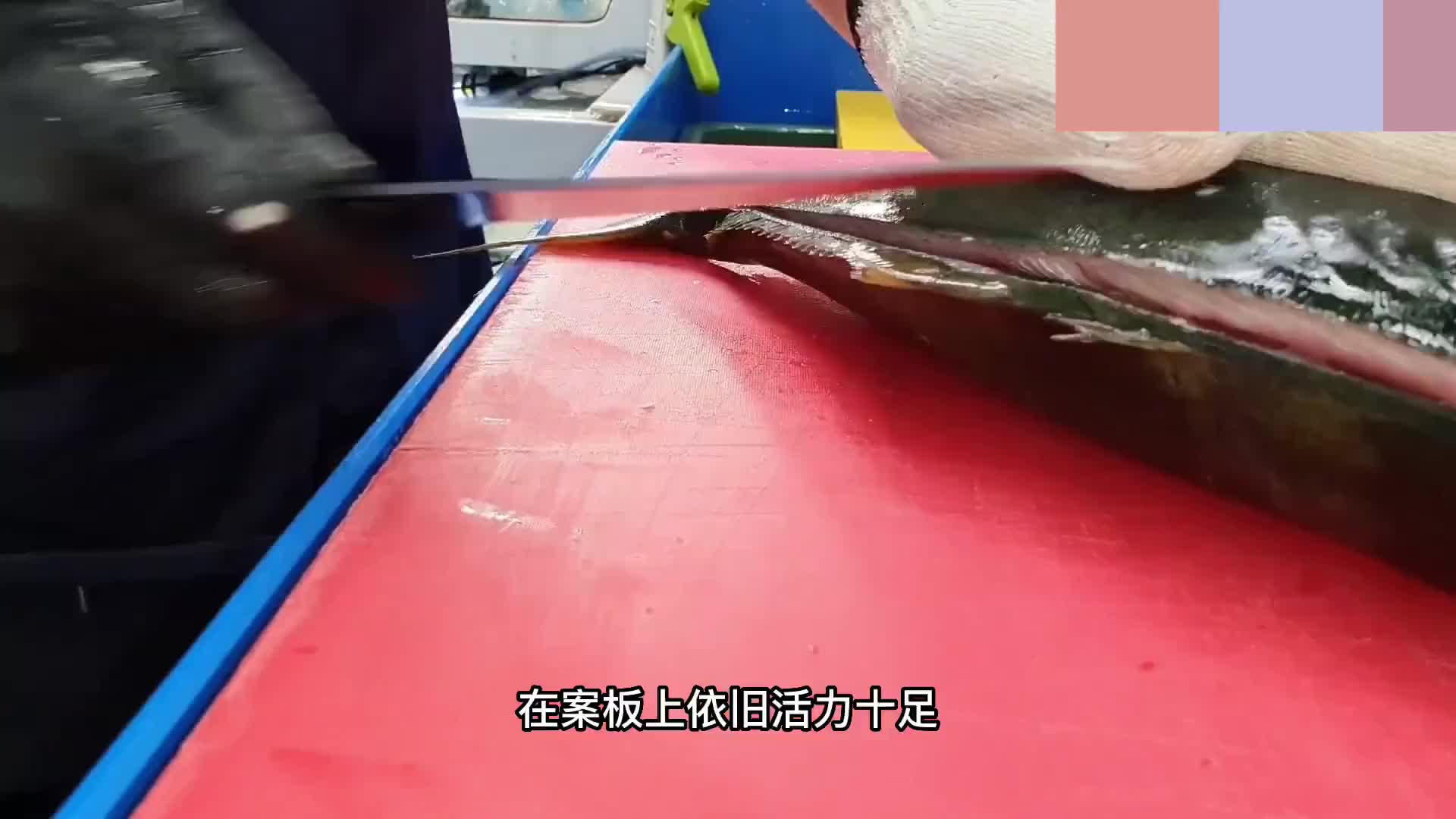 刚捕捞上来呢黄鲺鱼，被掏空内脏之后依旧还能活力十足。