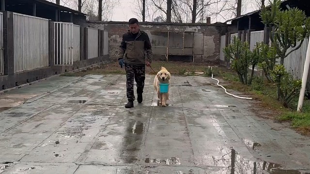 狗狗学会打麻将！先学乖，再学艺