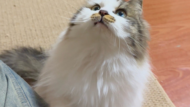 我觉得她超甜啊！即使有个小胡子！怎么那么可爱