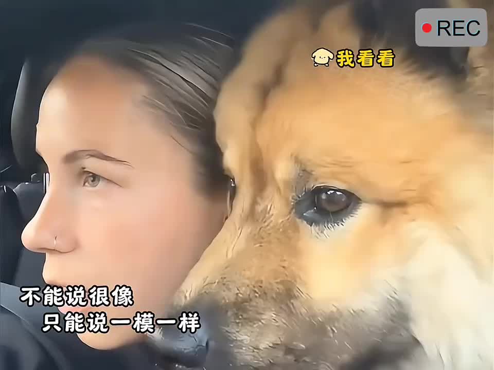 狗狗模仿主人