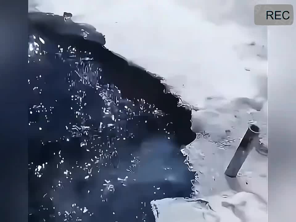 狗狗的无语