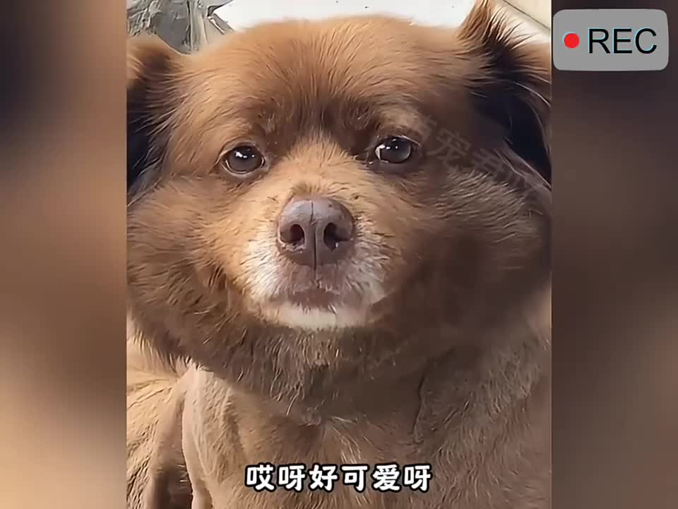 被狗狗治愈的瞬间